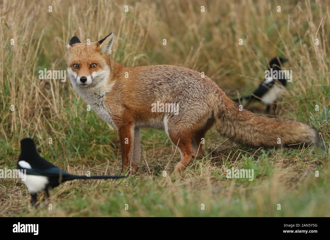 Un magnifico rosso selvatico, Fox Vulpes vulpes, a caccia di cibo da mangiare in erba lunga è sconvolta da due gazze Foto Stock