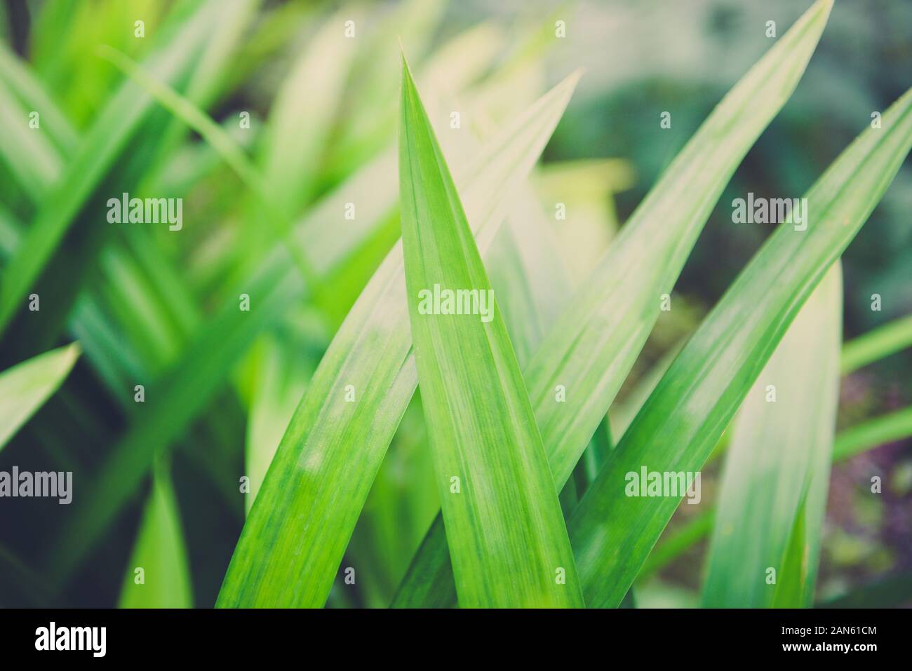 Pandan leaf plant growing on the Pandan trees garden for natural herbs ingredient plant in Asian Thai kitchen food Foto Stock