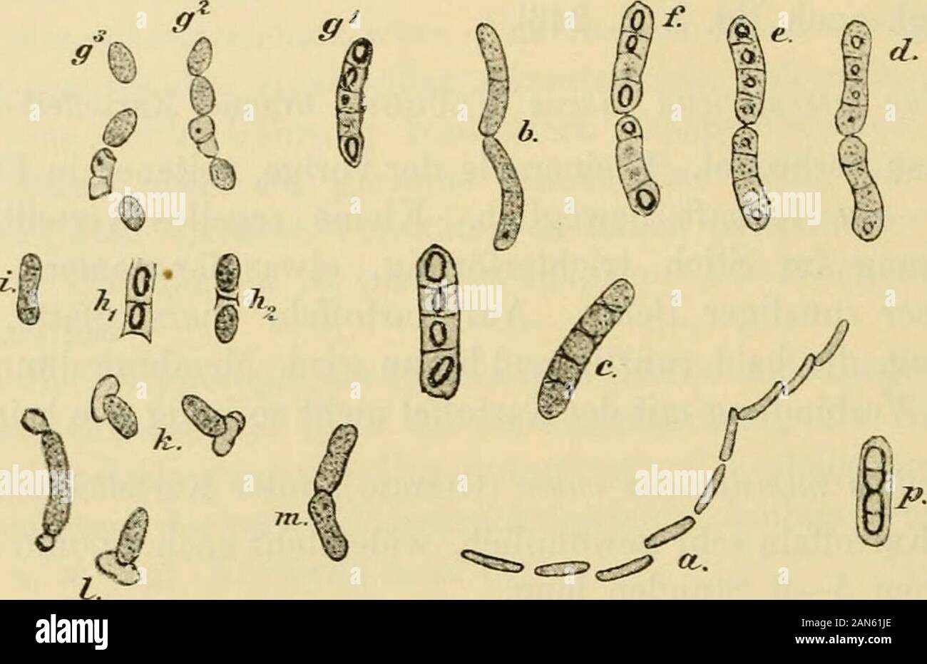 Die mikroorganismenMit besonderer berücksichtigung der ätiologie der infektionskrankheiten . Bacillus myeoicles (Flügge), Wurzel- oder Erdbacillus.Identisch mit Bac. ramosus (Eisexberg, L.).Im Wasser und namentlich im Erdboden sehr verbreitet.Bacillen etwas grösser und plumper Wie die Heubacillen, mühsam 200 Systematik der Bakterien. beweglich, häufig a Langen Scheinfäden. Sporen lordo, niittelständig,ellipsoidisch, leicht durch Doppelfärbung darzustellen. Wachstum rechtcharakteristisch. Aerobier. In Gelatineplatten Kolonien, die durch ihreausgedehnte Verästelung un Schimmelpilze erinnern. Ba Foto Stock