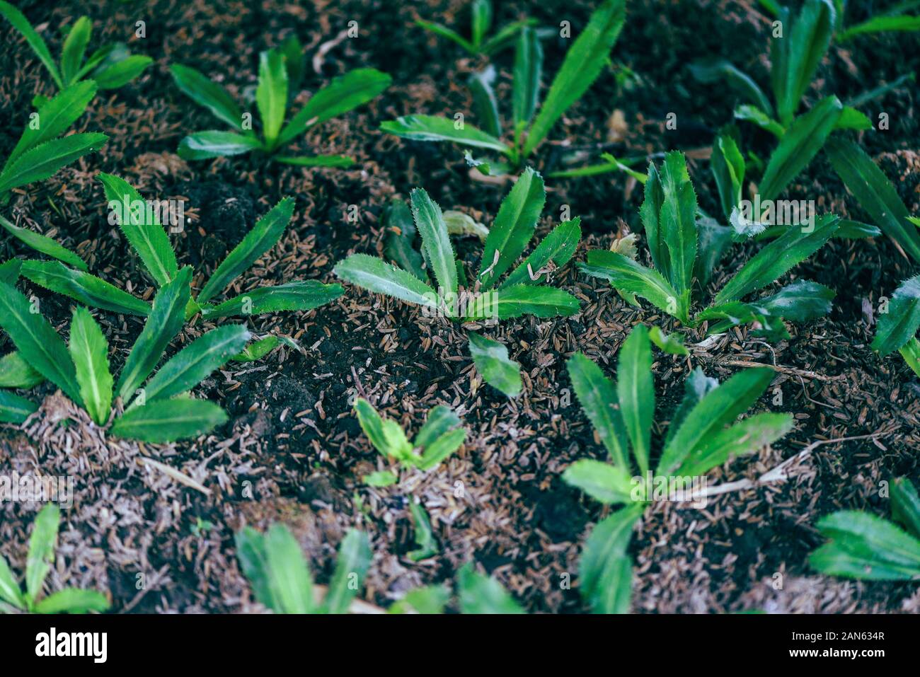 Piantando giovani culantro sul suolo / plantation culantro vegetale Piante di foglie di agricoltura , il coriandolo a dente di sega Foto Stock