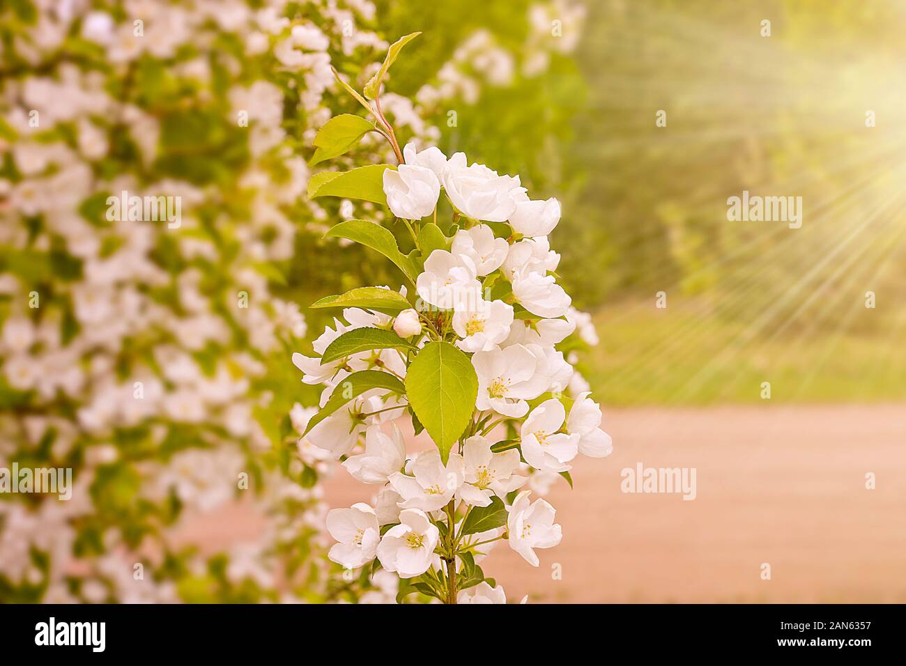 Molla di floral background, rami di fioritura meli con soft focus in raggi solari. Molla elegante immagine su sfondo sfocato. Foto Stock