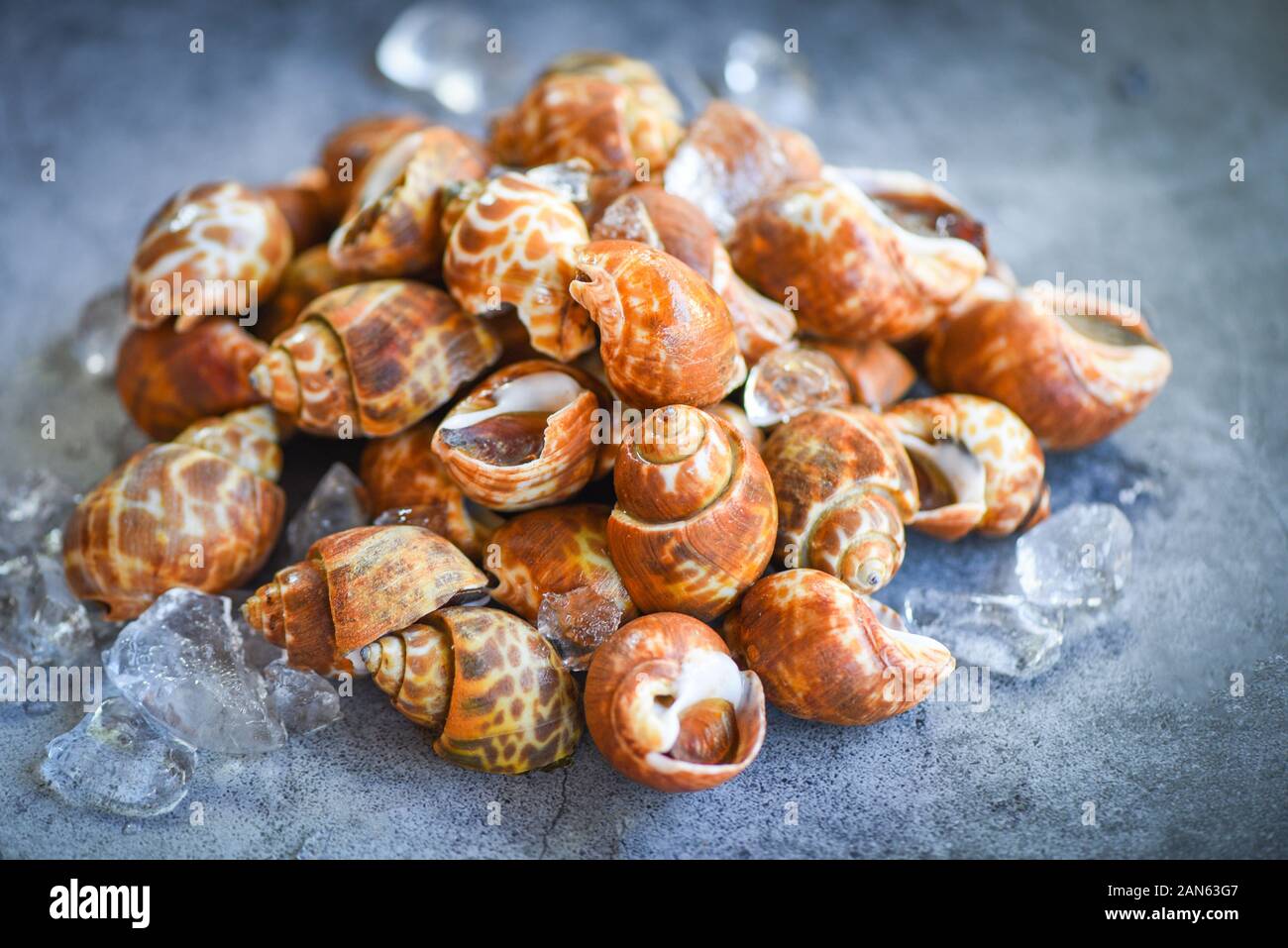 Babylonia areolata crostacei frutti di mare su ghiaccio pronto per mangiare o cotte / Spotted Babilonia conchiglia di mare limpet Foto Stock