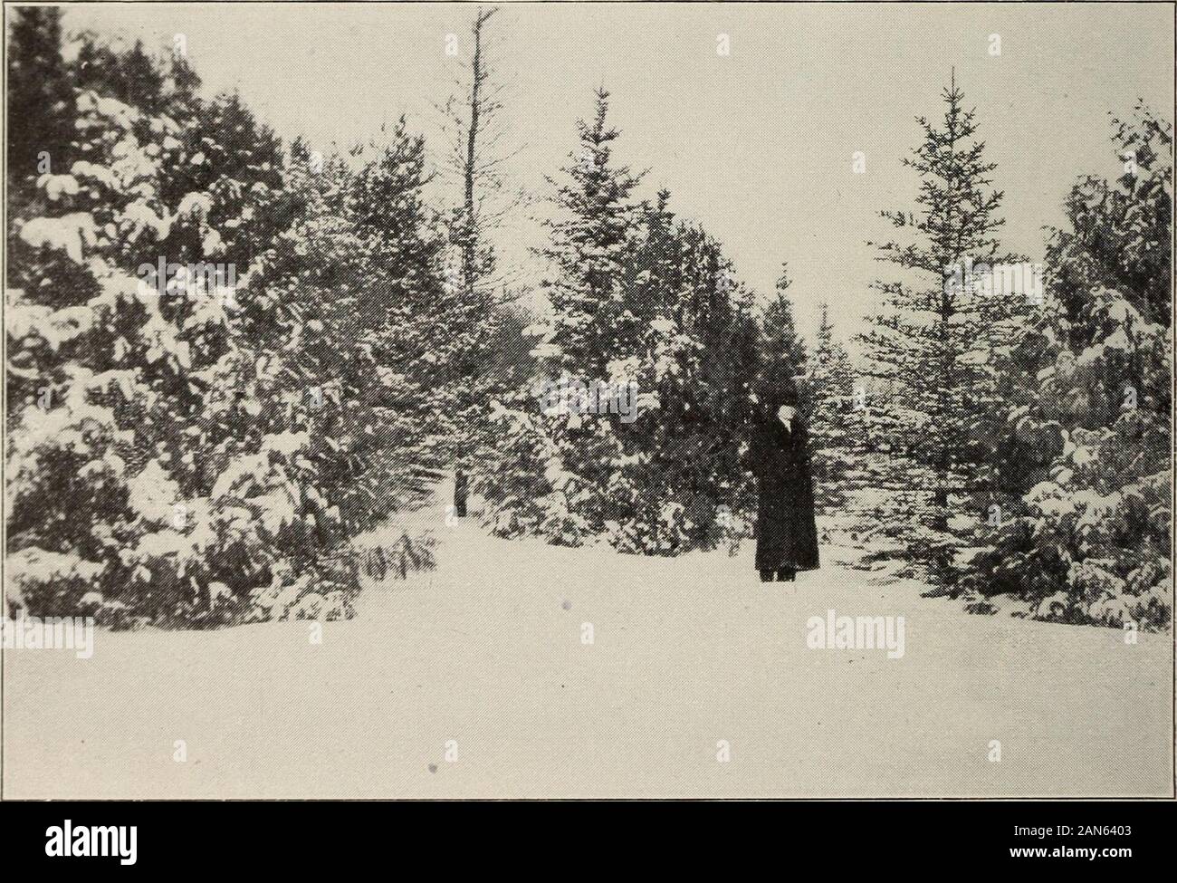 I documenti de la session de la potenze du Canada- 1917 (Volume 52, n9, i documenti de la sessione 16-18 pt1) . Brandon : Arbres à feuilles persistantes, scènes dhiver. La Haie dépinettes fait un bon brise-vent.. Brandon : Scènes dhiver parmi les conifères. SERVICE DE LHORTICULTURE 711 DOC. PARLEMENTAIRE n. 16 Liste des géraniums cultivés en ces dernières années à la ferme centrale, Ottawar-i^n. Edmond Blanc. Edward Douglade. L'imperatrice. Incantatrice. Ernest Lauth. Etiole de Vienne squisiti. Fanny Thorpe. Fascino. La lucciola. Fire Dragon. Tizzone. Flamingo. Fleur Blanc. Fleur de Roze. Fraîcheur. Foto Stock