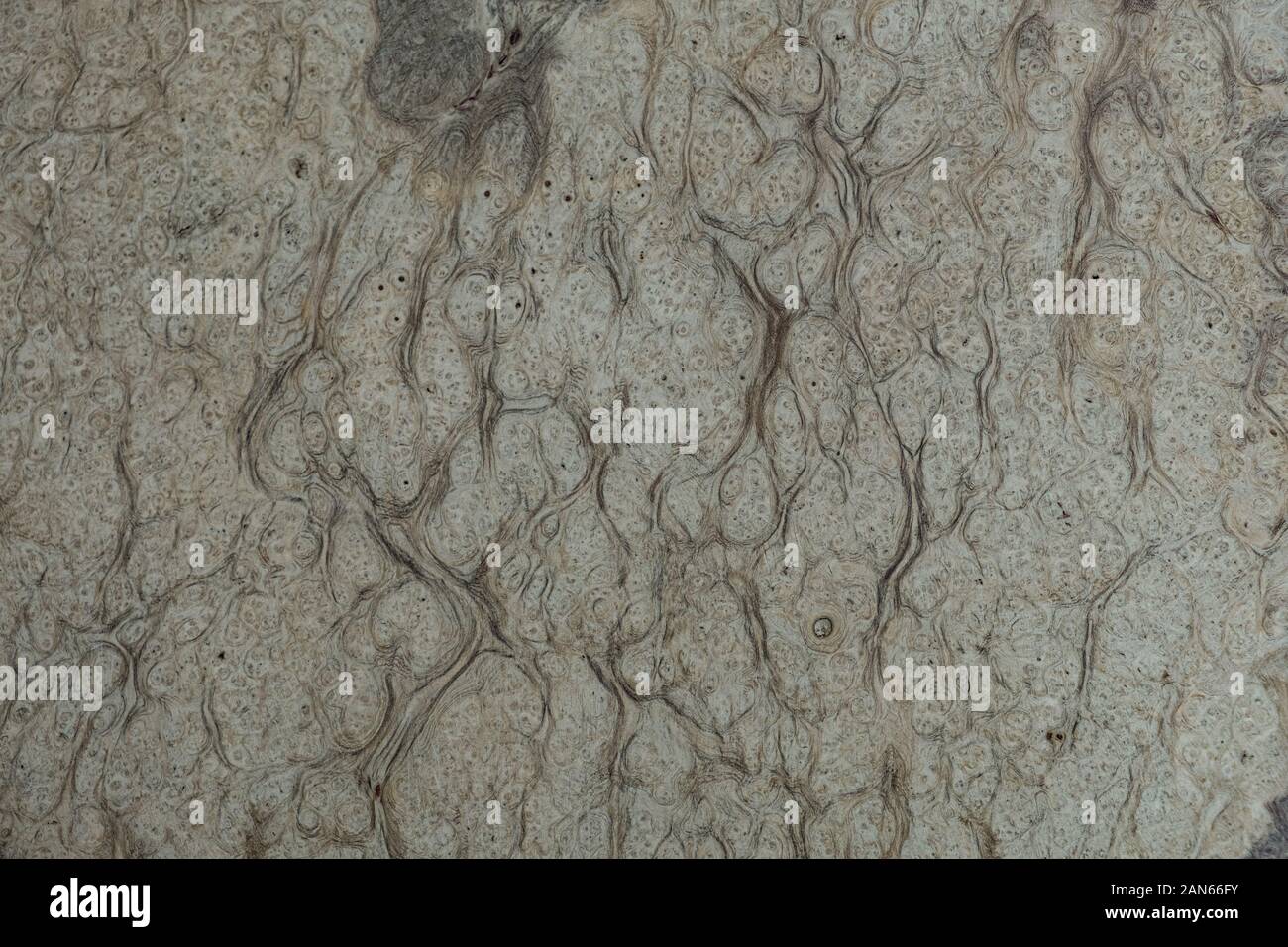 Natura bianco legno radica di texture di sfondo, legno esotico bellissima con schema naturale Foto Stock