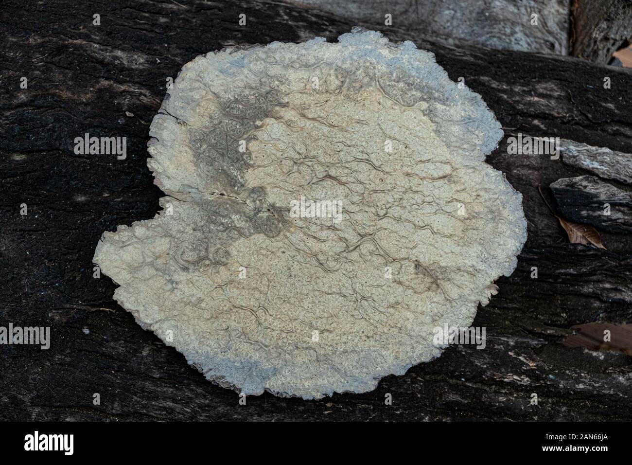 Natura bianco legno radica di texture di sfondo, legno esotico bellissima con schema naturale Foto Stock
