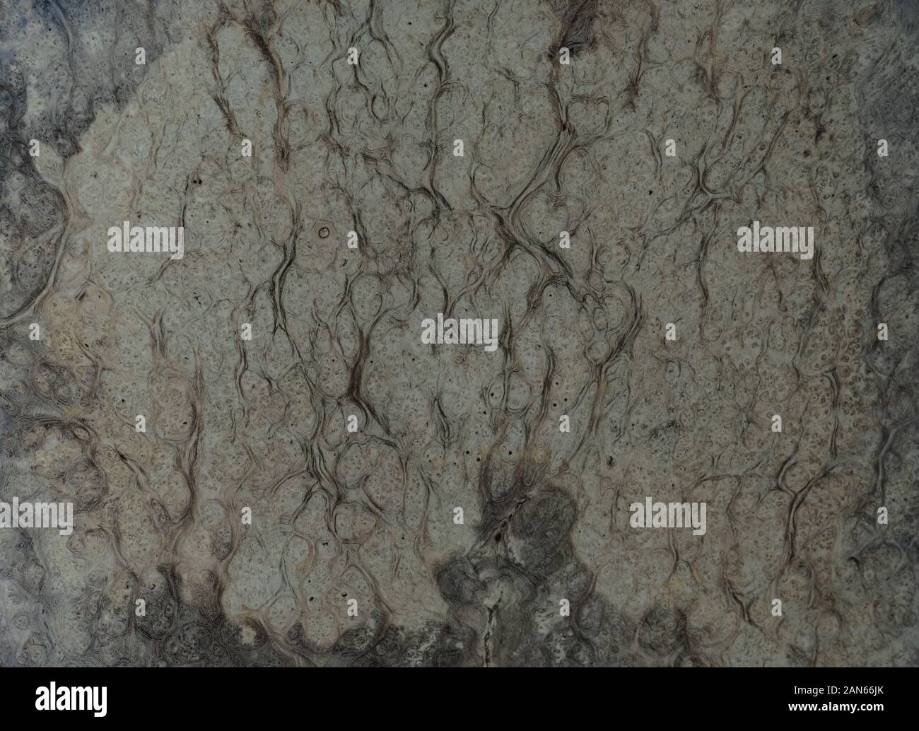 Natura bianco legno radica di texture di sfondo, legno esotico bellissima con schema naturale Foto Stock