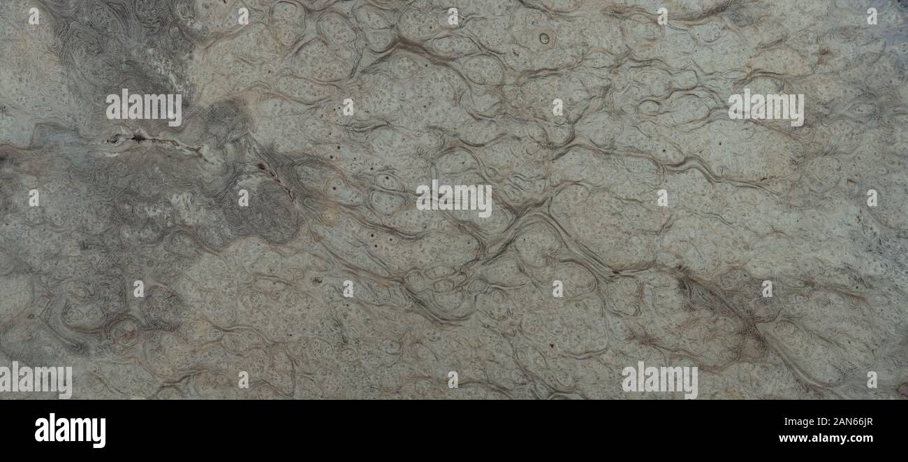 Natura bianco legno radica di texture di sfondo, legno esotico bellissima con schema naturale Foto Stock