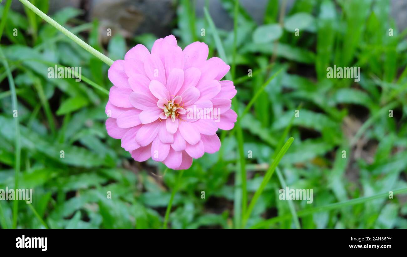 Zinnia rosa fiore in piena fioritura con prato verde sullo sfondo. Foto Stock