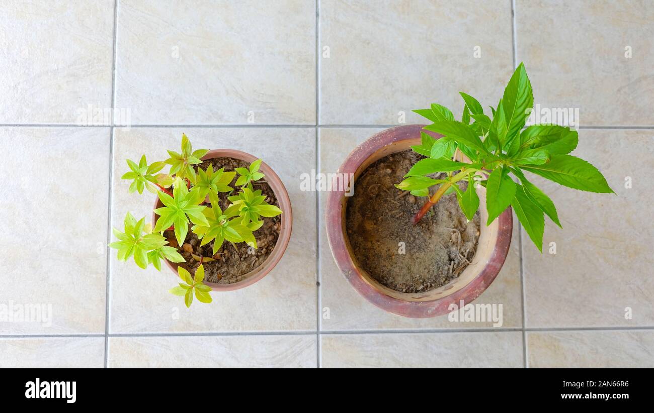 Vista dall'alto di due piante in vaso di Impatiens balsamina, comunemente conosciuta come balsam. Foto Stock
