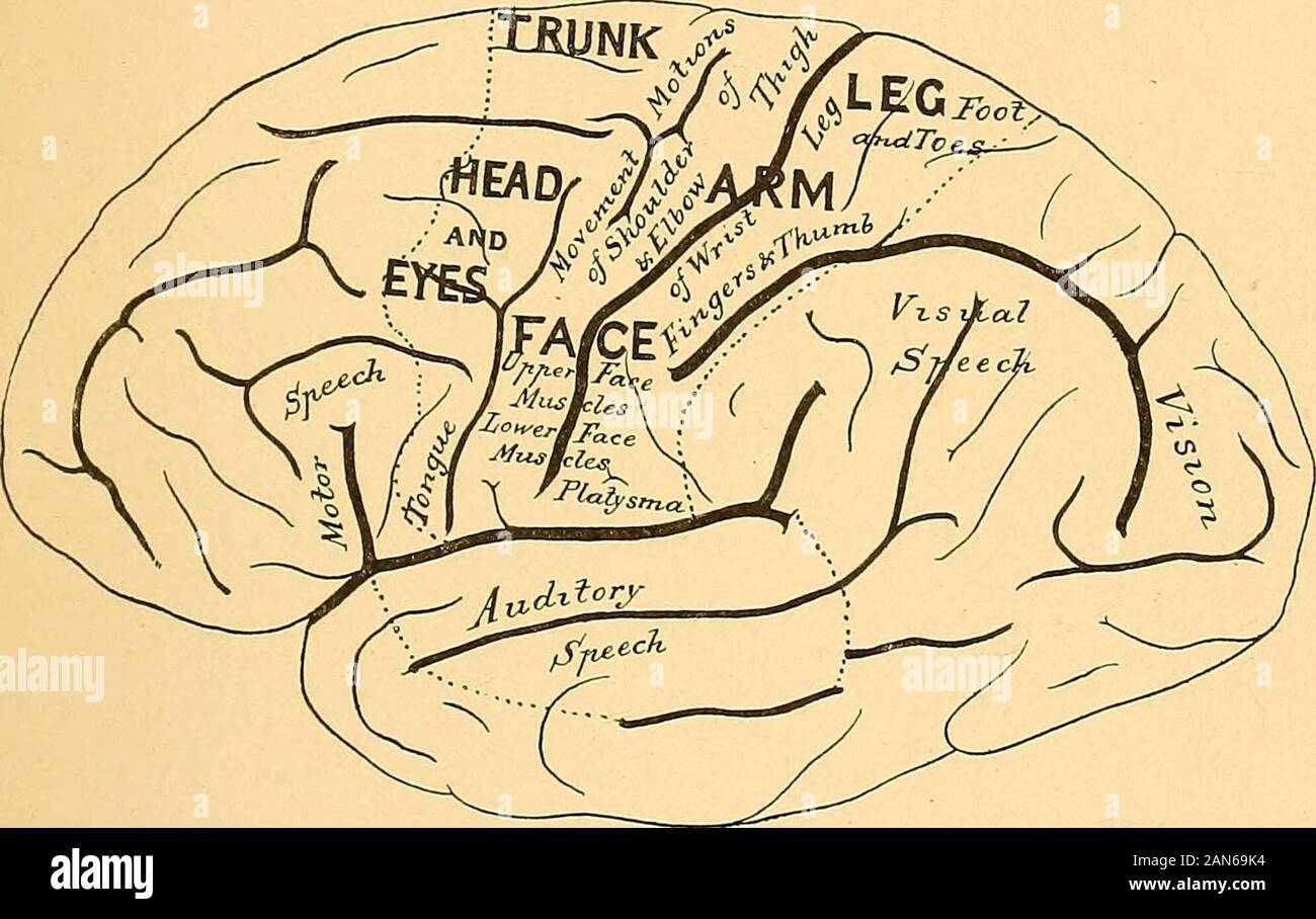 Chirurgia cerebrale . .-Schema (dopo Eberstaller) di fessure e convoluzioni della Con-vexity dell'emisfero destro del cervello. Tlu relativa profondità del fissuresis indicato dall'ombreggiatura. La misura delle aree funzionali è indicata dal tratteggio. zione delle sensazioni muscolari nella zona appena dietro aquelle di movimento. La superficie mediana dell'emisfero in frontof il paracentral lobulo è noto per essere collegato tomovements del tronco in scimmie, ma thesemovements sono raramente colpiti dalla malattia nell'uomo andtheir rappresentazione corticale è ancora incerta, anche se la diagnosi di CE Foto Stock