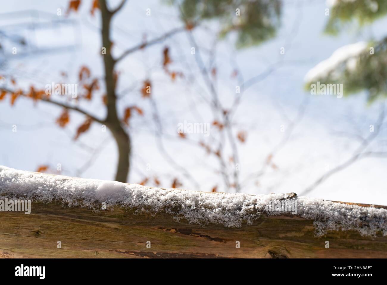 Immagine del ramo di legno nella parte anteriore del background astratta della foresta di inverno Foto Stock