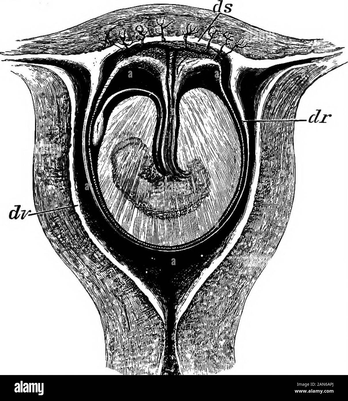 Un illustrato enciclopedico dictionaryBeing medico un dizionario dei  termini tecnici utilizzati da scrittori sulla medicina e la garanzia delle  scienze, in latino, inglese, francese e tedesco . dj. Da-ella-ra. Lacerata.  [A, 301 (