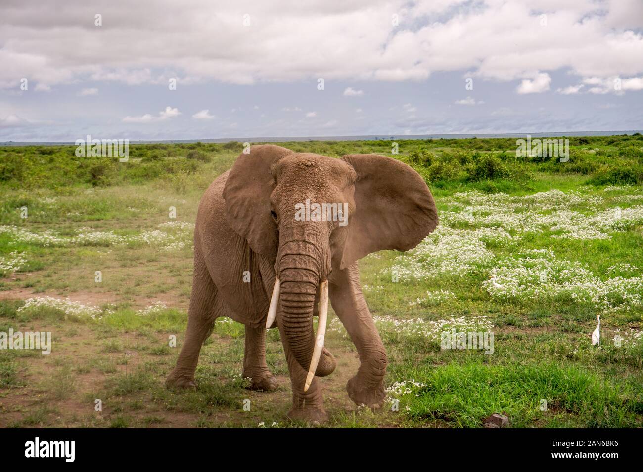 Elefanti in Amboseli National Park in Kenya Foto Stock