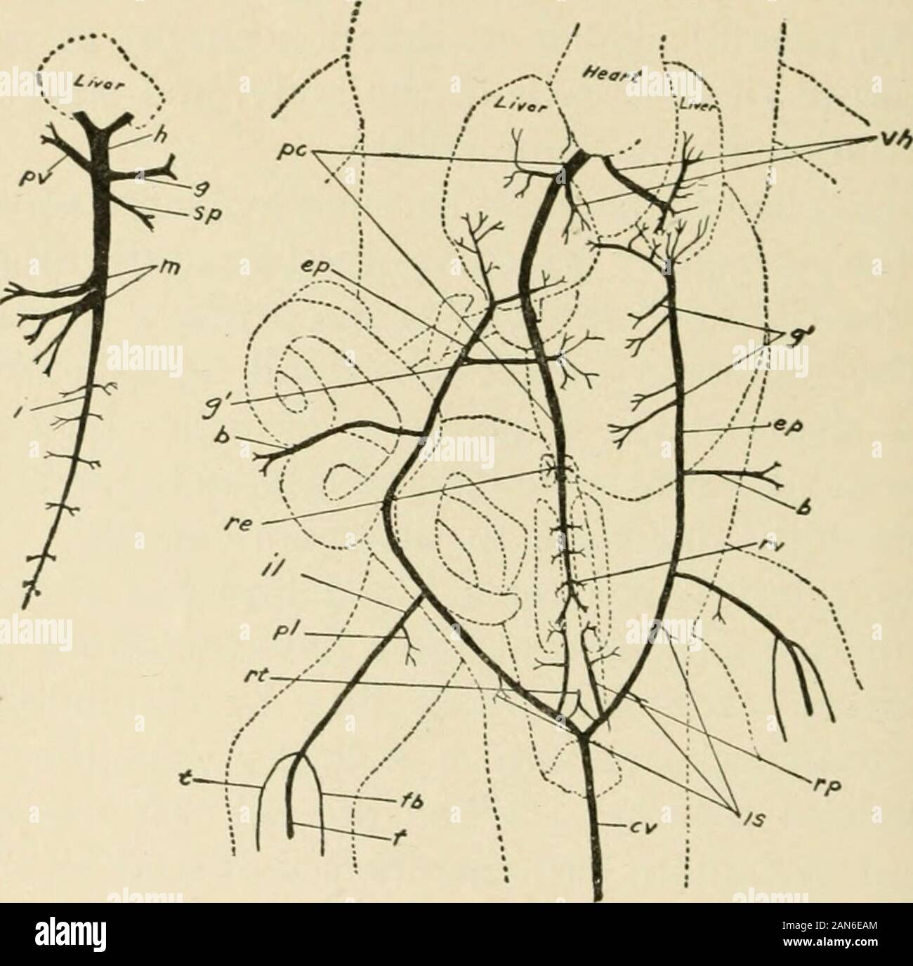 Il coccodrillo e dei suoi alleati . nd laterad ai polmoni,insieme con e vicino alla principale dei bronchi. Altre arterie che trasportano il sangue nel systemiccirculation sono fusi in corrispondenza della loro base per formare un sortof conus arterioso che possono essere distesi ininjected esemplari fino a quando non è più grande del twoventricles insieme. Quando si aprì questo conus isfound per contenere due camere che conducono nel ventricolo versosinistra; il più grande camera dà origine finoal destra arco sistemica, la succlavia di destra, eil carotide primario; la camera più piccola è thebasal parte della sinistra syvStemic arch. I due vasi sistemici. Foto Stock