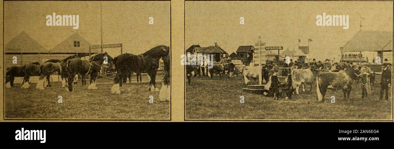 Il marchio Lane express, agricolo ufficiale &c . Bay stallone o mare.-Mr. J. Letts luce speciale,Cleveland Allevamento, Rillington, York. Medaglia d argento per il miglior Cleveland Bay stallone.-Mr. J.Lettss luce speciale, Cleveland Allevamento, Rillington,York. Medaglia d argento per il miglior Cleveland Bay marc-Mr. J. H.Tyermans Aislaby bellezza, Pond Farm, Hinderwcll, 8.0. ;R, il sig. G. Grandages fiori di bosco, MoorCroft, Yeadon,L- eds. Premio campione di £ 5 per i migliori Yorkshire Coachingstallion o colt.-Mr. F. H. Sterickers Brcaston principe,Westgate House, Pickering; r, il sig. J. Lctfs Sunray, Cleve-land Fa prigioniero Foto Stock