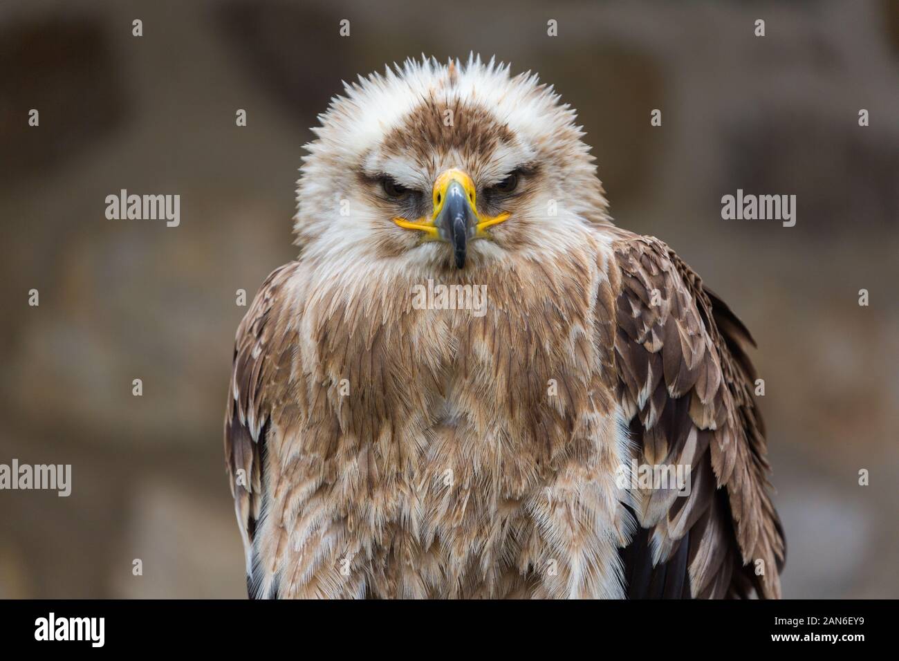 Ritratto (vista frontale) di un'Aquila Imperiale Orientale (in tedesco: Kaiseradler). Uccello di preda, guardando in macchina fotografica. Testa con becco, occhi, piume. Foto Stock