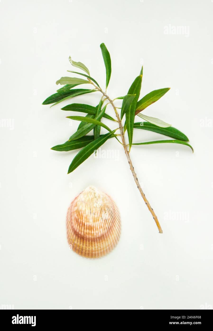 Orario estivo concetto con conchiglie di mare e belle olive branch su sfondo bianco. Foto Stock