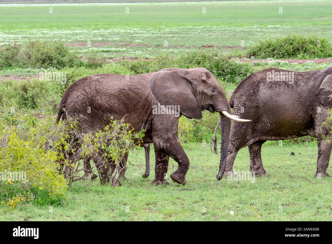 Elefanti in Amboseli National Park in Kenya Foto Stock