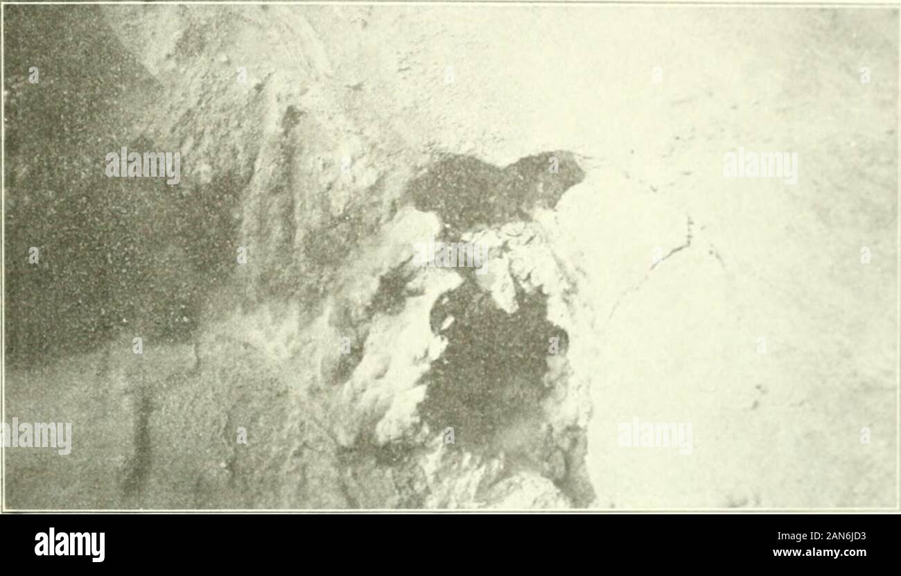 Contributi in esplorazione geografica . 0 metri dal fiume Lete Canyon e justnorth di un po' di sabbia poggi. Il terreno era cosparso di parzialmente charredlogs ed era molto arida e sabbiosa. Il foro è stato di circa un piede in diameterand tre piedi profondo, con una diagonale di bocchetta a lancia due pollici di diametro in corrispondenza della :Iarch, 1910] Temperature di Diecimila Fumi 2G3 fondo da cui i gas indossavano dato via con notevole forza.emette un sibilo. Il legno sarebbe char e corrispondenze incendiare whenleft nello sfiato. Nessun deposito incrostata la gola e la gasesappeared interamente libero da acqua apor, un Foto Stock