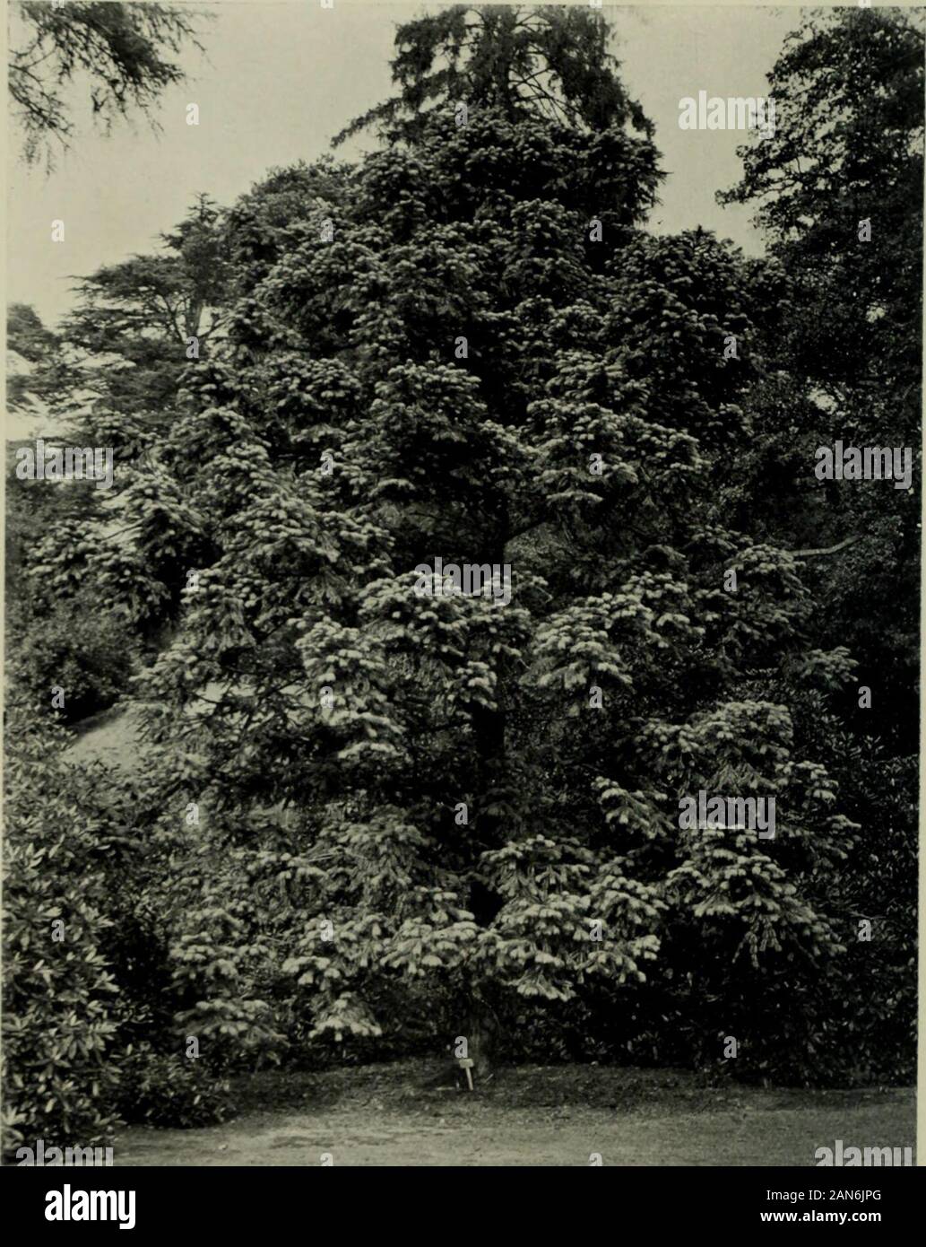 Alberi e arbusti, Hardy nelle isole britanniche . CACE^. Un arbusto di latifoglie o piccolo albero, 20 ft. Alta, con una fitta, roundedhead di rami spinosi; giovani germogli piuttosto liscia. Foglie alternate,ovale, obovate o ovali, sia intera o con tre poco profonda lobesat arrotondati l'apice; a 4 ins. lungo, | a 2 ins. ampia; verde scuro, liscio;levetta ?. A % in. lungo e leggermente meno ispidi. Fiori di colore verde, affollata in un littleball circa .?, di diametro, i sessi su differenti tipi di piante. Le sfere areproduced durante il mese di luglio, singolarmente o (di solito) in coppie, dalla foglia-axilsof la corrente anni crescita, ciascuno su un dow Foto Stock