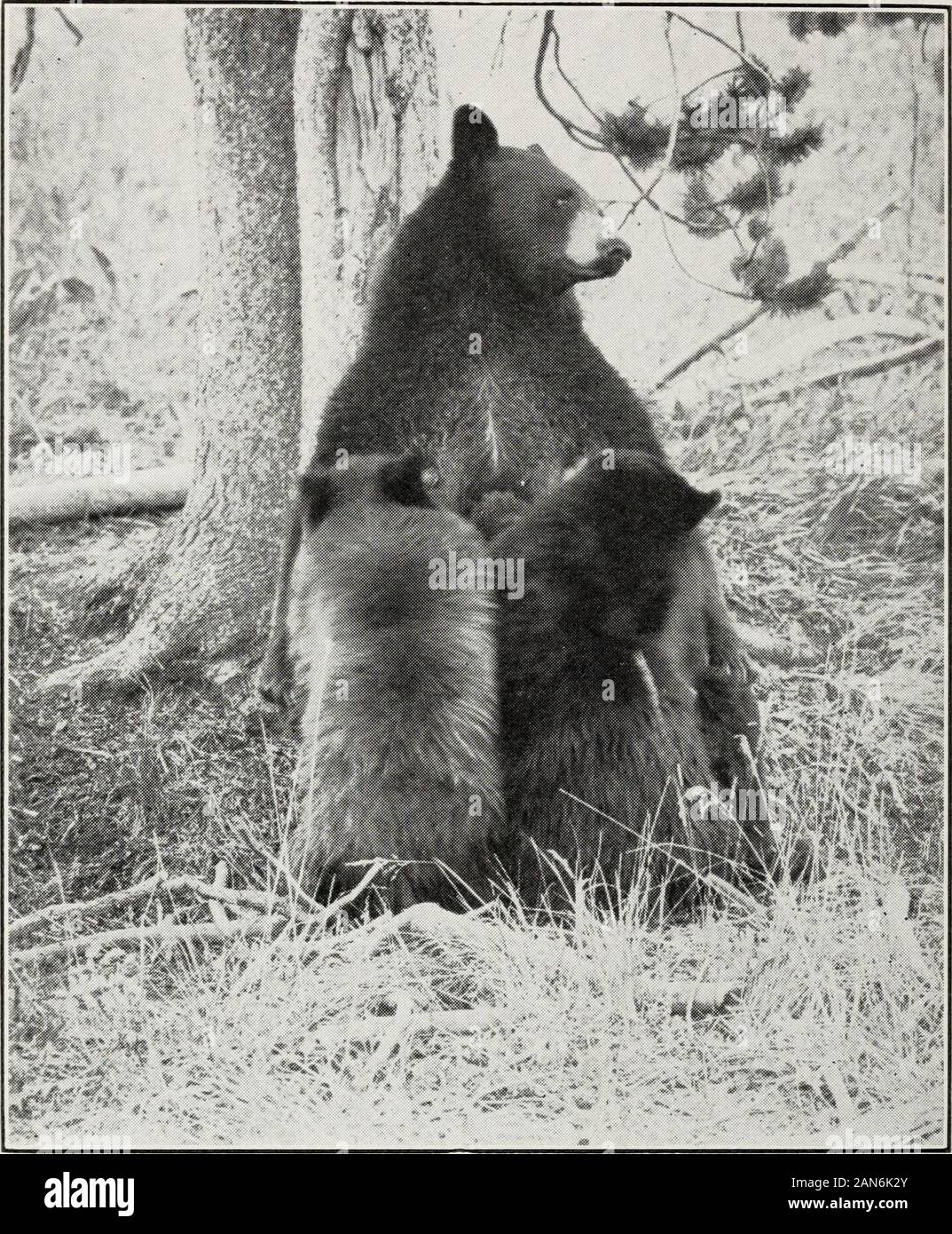 Haynes nuova guida e degli automobilisti strada completa log del Parco Nazionale di Yellowstone . Albero pietrificato il Petrified Tree è situato uno-mezzo miglio southof la strada principale, 16,7 miglia dal mammut HotSprings; una grande moncone permanente sulla collina. Si tratta di 16,7 miglia a Mammoth Hot Springs da thePetrified Tree, un interessante viaggio attraverso la Canyonof Est Gardiner fiume^ poi su high steelbridge che attraversa il Medio Gardiner Eiver, due mileseast di Mammoth. Lungo il percorso da qui a Mammoth HotSprings giunzione (MS) sono visibili il Beaver Dam, asplendid esempio della perizia tecnica Foto Stock