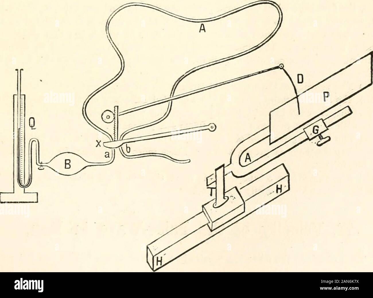 Un manuale di fisiologia umana, compresa l'istologia e anatomia microscopica, con particolare riferimento ai requisiti di medicina pratica . Essere, la pressione laterale essendo lo stesso. (4) Esso isas la radice quadrata del coefficiente elastico della parete del tubo, il lateralpressure essendo lo stesso (Valentin). Esperimenti con i tubi di caucciù.-Per questo scopo Landois employsthe seguente apparecchiatura (Fig. 67):-una grande tuning-forcella, A (35, RMC. lunga), carrieson uno dei suoi bracci di una lastra di vetro, P (25, RMC. lungo, e 5, RMC. ampio), mentre il otherarm è ponderata, G. Il diapason è fissato da un i Foto Stock