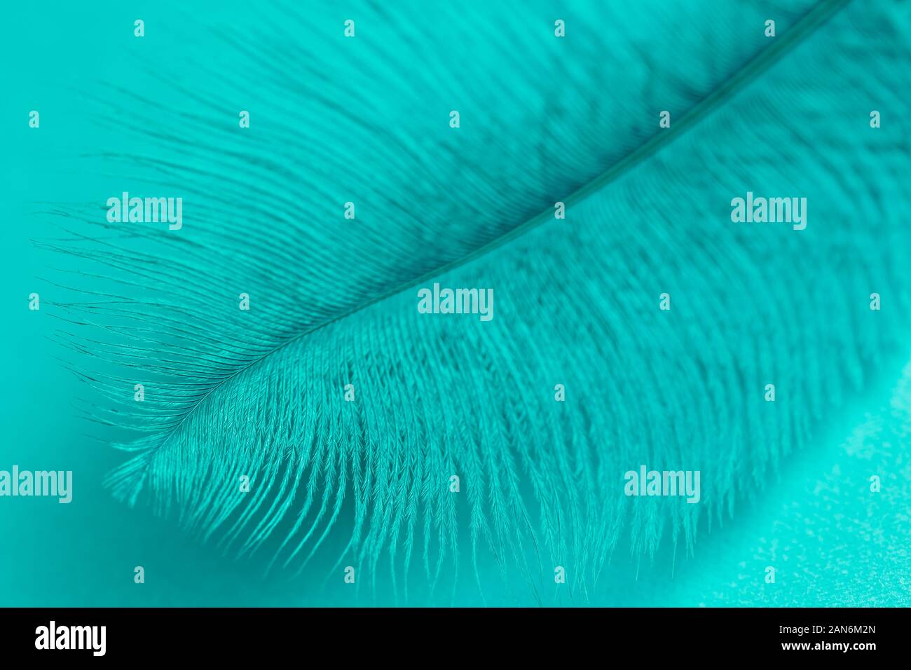 Close up di Aqua Menthe piuma sfondo texture. Colori di tendenza 2020 Foto Stock