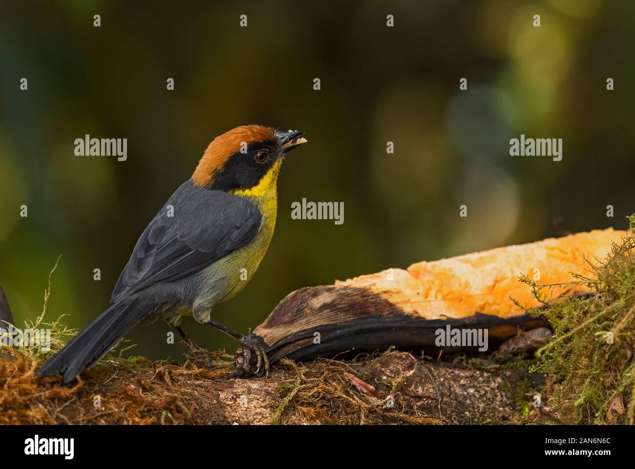 Rufous-naped Brush-finch - Atlapetes rufinucha, bella pennello colorato-finch dalle Ande occidentali, Amagusa, Ecuador. Foto Stock