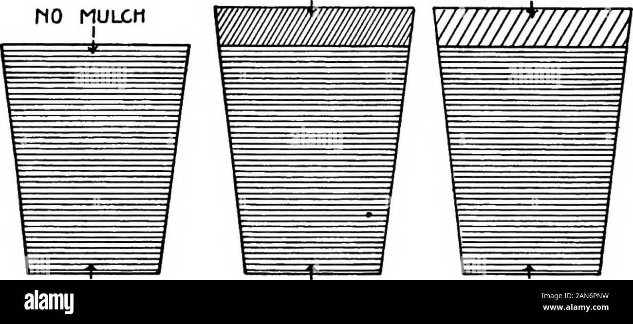 Suoli e fertilizzanti . Suolo Acqua 87 Esercizio IV. - La capacità di trattenere l'acqua dei suoli. Materiali. - Lo stesso come nell'esercizio III. La procedura. - Quando l'esercizio III è completa, coperchio camini andallow aU l'acqua libera di defluire. Pesare quindi il chimneysand suolo bagnato. L'aumento di peso è acqua trattenuta. Calculatethe percentuale di acqua trattenuta da ciascun terreno basato sul weightof del campione originale. Scrivere una descrizione fuU dell'esperimento e i puntidel importanza che essa mostra. Esercizio V. - la conservazione di umidità per mezzo di un suolo di strame. Materiali. - Tre nottolini, uno dei quali dovrebbe Foto Stock Suoli e fertilizzanti . Suolo Acqua 87 Esercizio IV. - La capacità di trattenere l'acqua dei suoli. Materiali. - Lo stesso come nell'esercizio III. La procedura. - Quando l'esercizio III è completa, coperchio camini andallow aU l'acqua libera di defluire. Pesare quindi il chimneysand suolo bagnato. L'aumento di peso è acqua trattenuta. Calculatethe percentuale di acqua trattenuta da ciascun terreno basato sul weightof del campione originale. Scrivere una descrizione fuU dell'esperimento e i puntidel importanza che essa mostra. Esercizio V. - la conservazione di umidità per mezzo di un suolo di strame. Materiali. - Tre nottolini, uno dei quali dovrebbe Foto Stock