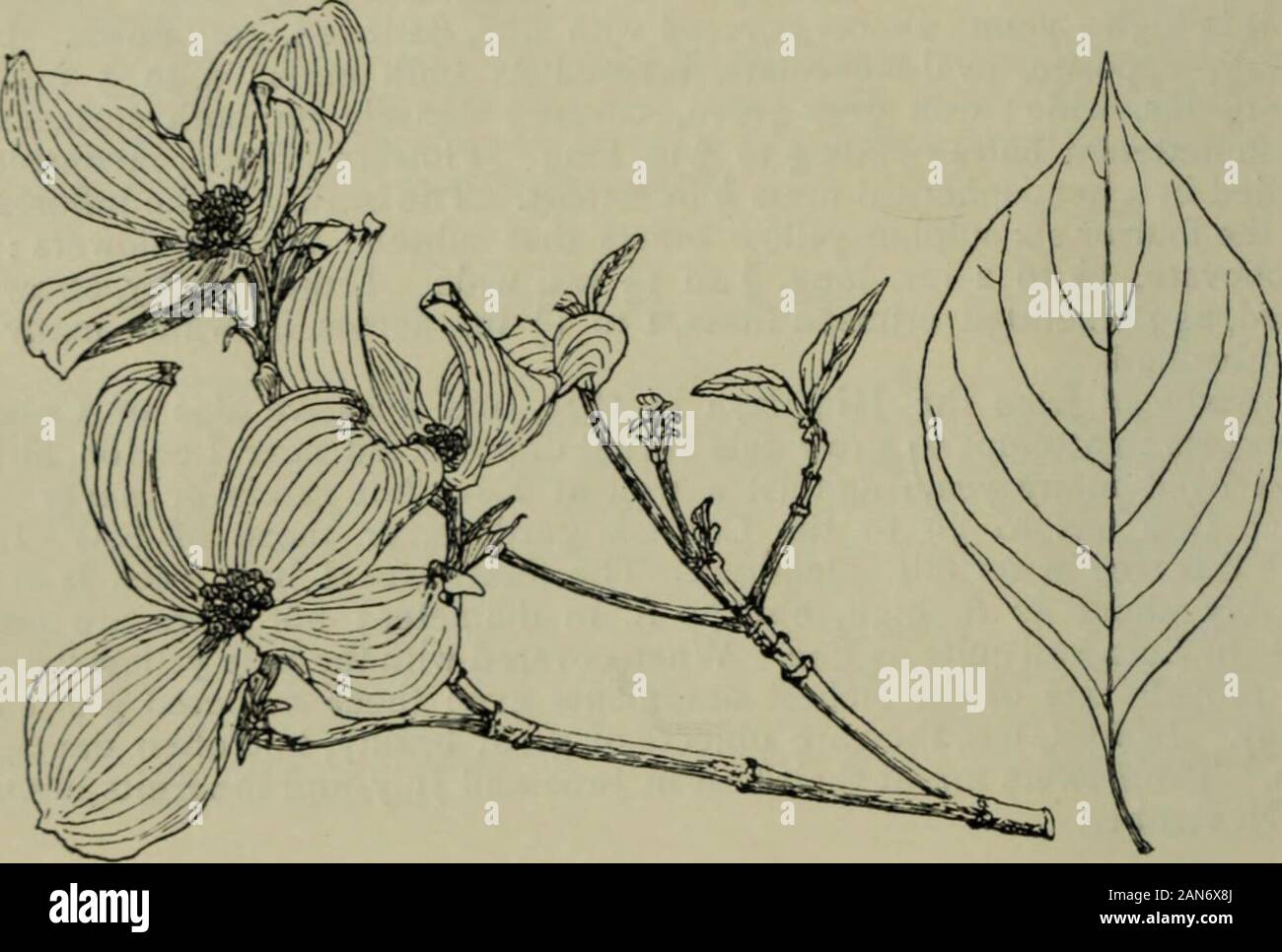 Alberi e arbusti, Hardy nelle isole britanniche . en circa 30 ft. alta in Coombe Voodnursery mostra. Var. v.RiEGATA (C. brachypoda variegata di giardini) è una forma withlong, strette e foglie lanceolate, raramente più di ins. ampia, spesso disparità di facciate e più o meno deformate, ma sorprendentemente variegato con un irregolare,bianco giallastro, di confine e di possedere la posa elegante del tipo. 388 CORNUS sebbene questo corniolo è stato nella coltivazione di almeno trenta anni, nome controversa è stata fornita solo dal sig. Hemsley nel 1909 (seeKew bollettino per quell'anno, p. 332). In precedenza era stato k Foto Stock