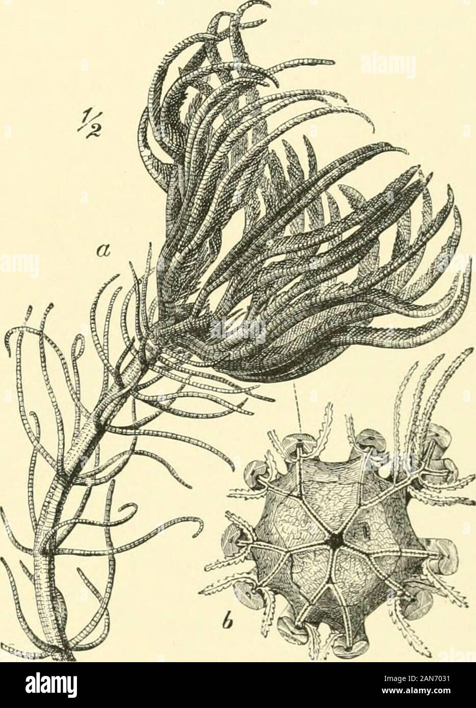 Il royal storia naturale . essere, ma che assomiglia a uno un altro inhaving thin-piastrate le tazze grandi, senzala reliquia più piccolo di uno stelo. Un po' di crinoide della Jurassic età chiamato Thiolliericrin noi appare tuttavia più nearlyrelated, se non è il padre effettivo di, la maggior parte del libero movimento livingforms unstalked. Sembra sia stata correlata alla Bourgueticrinus e RJiizocrinus, ma,come Millericrinus, sceso gradualmente il suo stelo, mentre il giunto superiore dell'stemcoalesced e ha cominciato a portare cirri. Nel comune di Piuma star (Antedon) dei mari theBritish questo processo è andato ancora ulteriore; l'animale Foto Stock