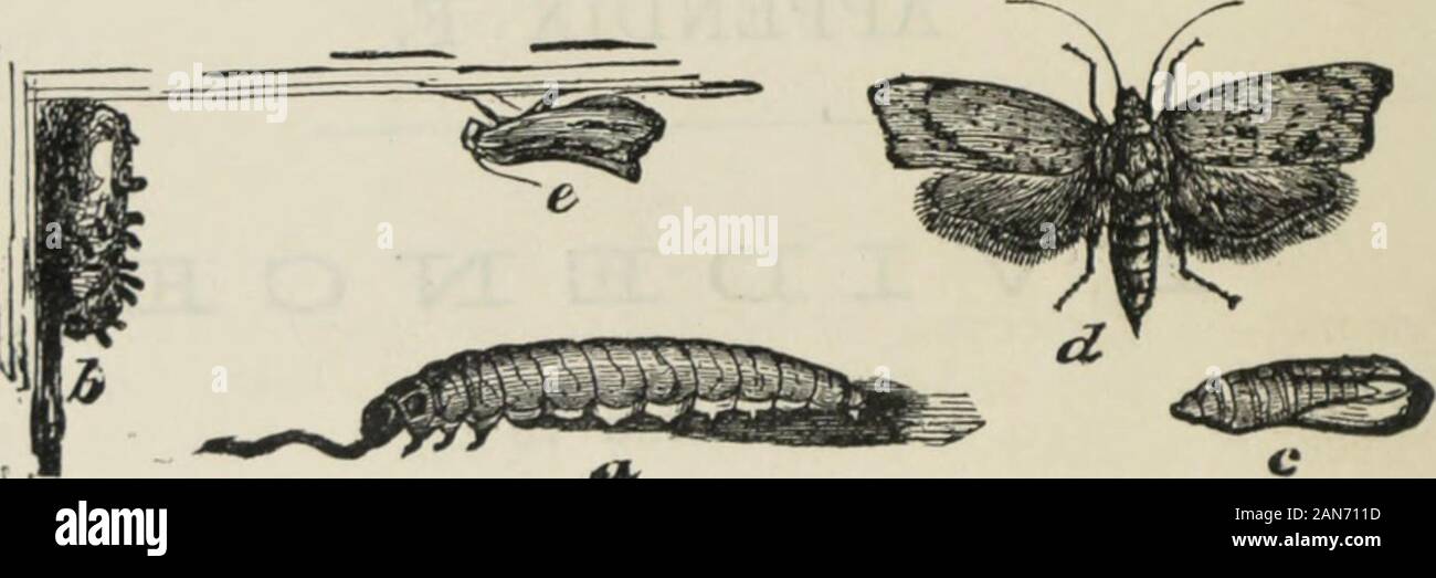 Relazione dei commissari . NSECTS e uccelli insettivori. divora alcuni mais. Io non tliink tliat il pettirosso mangia qualsiasi numero considerevole di in-sette durante la stagione di frutta. Ho tliiuk robin ha quattro covate nel corso dell'anno, e theyoung sono come vivace in corso per la frutta come il vecchio. J non vide mai robins mangia insetti,anche se ho visto che porta la massa comune worm dopo la pioggia. I dont thinkthey mangiare i bruchi. Il robin è molto distruttivo per alcune varietà di pere, e lui isvery appassionato di fragole. Il feed woodpecktir su larie, ma credo che nuoce dail fori egli riprende in Foto Stock