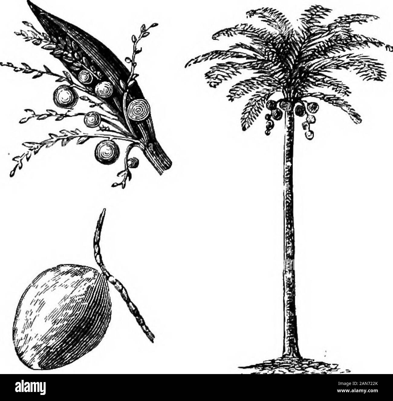 Un illustrato enciclopedico dictionaryBeing medico un dizionario dei termini tecnici utilizzati da scrittori sulla medicina e la garanzia delle scienze, in latino, inglese, francese e tedesco . burro (GER). Vedere il cacao-dado oi/,-C. butyracea [Linnaeus]. Fr.,cocotier du Brizil. Una specie i noccioli di frutta di resa che palm-olio. Il frutto, quando i giovani, è mangiato in Brasile. [B, 173 (a, 24).]-C. chlleneis [Molina]. Il JubcBaspectabilis. [B, 173 (a, 24).]-C.coronata [Martius]. ¥r., cocotier d couronn£. Una specie di arredare-ing un olio che viene usato dai nativi della Provincia di Bahia toc Foto Stock