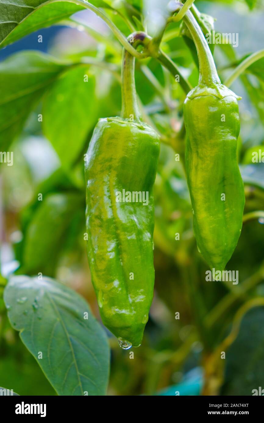 Peperoni Verdi in cucina-giardino Foto Stock