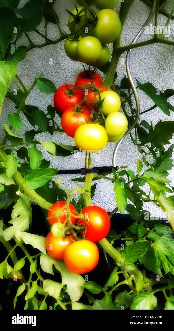 Pianta di pomodoro con rosso e i pomodori verdi Foto Stock