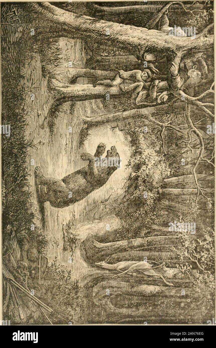 La vita selvatica nel lontano ovest : avventure personali di un confine mountain man . ed, ed era occupato cook-ing una buona cena da uno di loro, quando il mio friendsarrived. Hanno riferito che la prospettiva di oro wasslim, ed essi non hanno ritenuto opportuno rimanere..Dopo aver mangiato cena, abbiamo appeso il resto di ourvenison su alcuni alberi bassi e compone i nostri letti peril notte. Questa è una operazione molto semplice e con-sists di diffusione di una coperta sul Terreno, placinga riHe sotto un lato e un revolver sotto il enddesigned per la testata del letto, per proteggerli fromdew o pioggia, e li hanno facile Foto Stock
