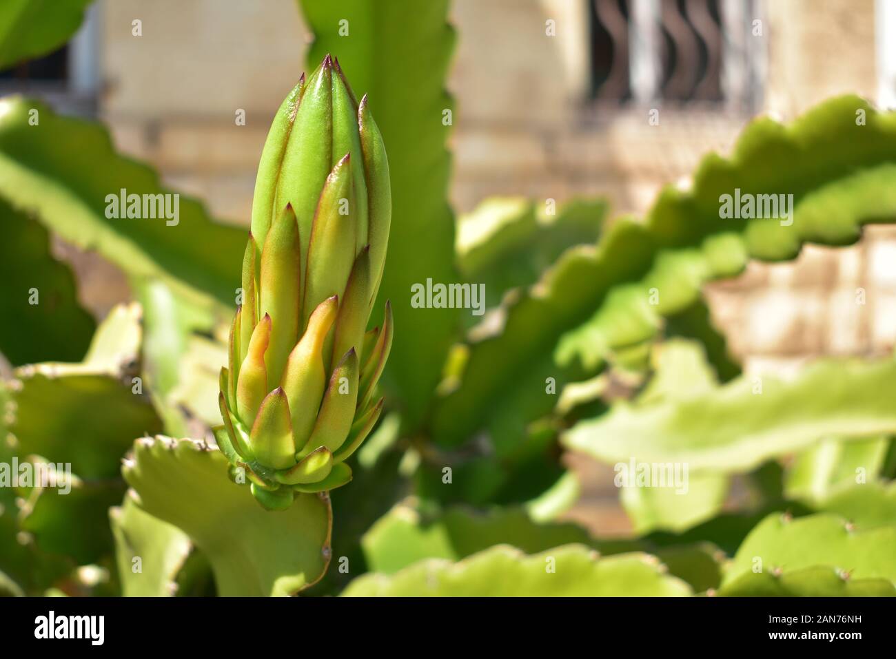 Hylocereus undatus che fiorisce in Haifa Israel in estate Foto Stock