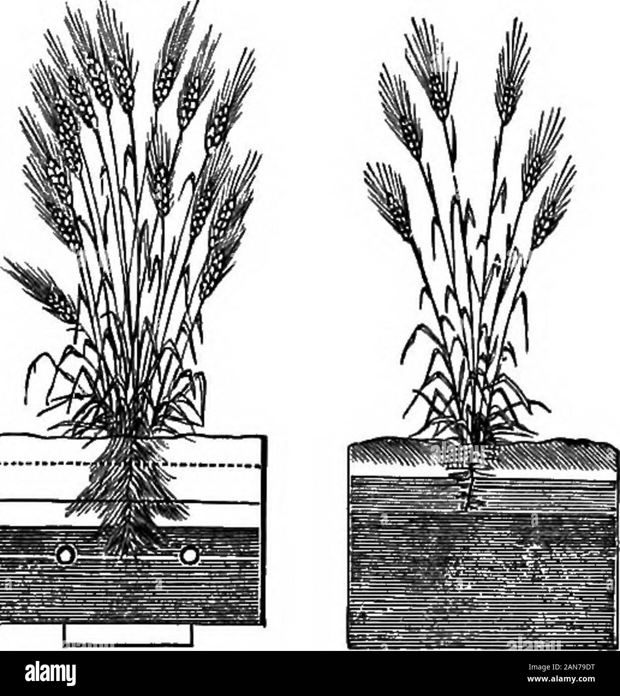 Manuale di agricoltura per la scuola, la fattoria e il caminetto . articoli, la sua temperatura viene aumentata in conseguenza, che isthe suolo è fatto più caldo e riscaldata a una profondità maggiore. 441. Una più elevata temperatura del suolo forwardthe accelera la crescita delle piante e quindi spesso rende i ripeningseveral nei giorni precedenti. 442. La trama o me-chanical condizione dei suoli moststifif è migliorata bysimply svuotamento e all così reso capace ofbeing lavorato in precedenza inspring e dopo un lungo periodo di piogge,mentre la crescita di piante rè più forte e più vigore-*?ou. La differenza può essere *|visto nelle figure 14 e 15 Foto Stock