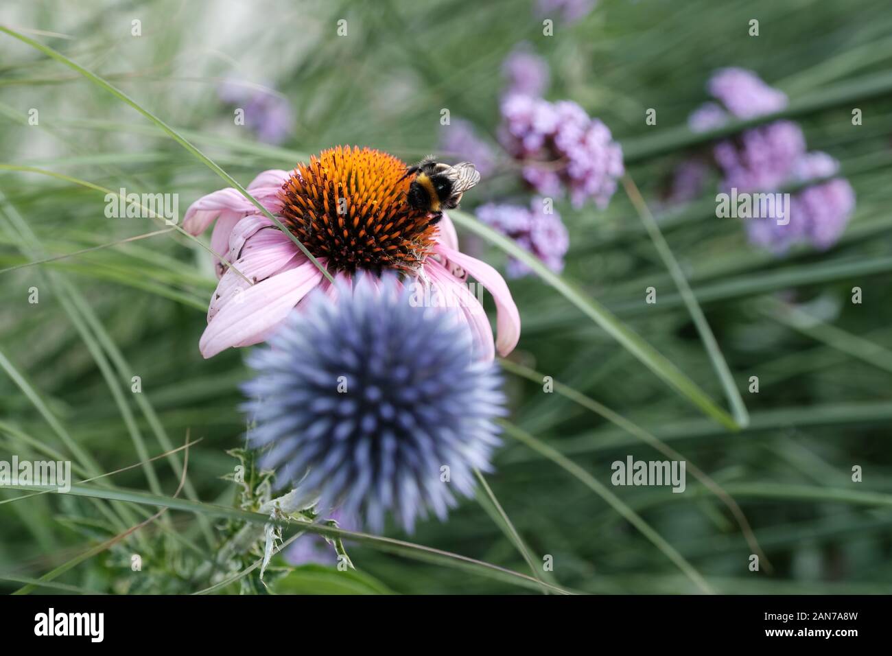 Malvern, Worcestershire, Echinacea, Fiori rosa, Centro d'Oro, Giardino, Orticoltura, Echinacea Purpurea, Bumble Bee, Bee Burrowing. Foto Stock
