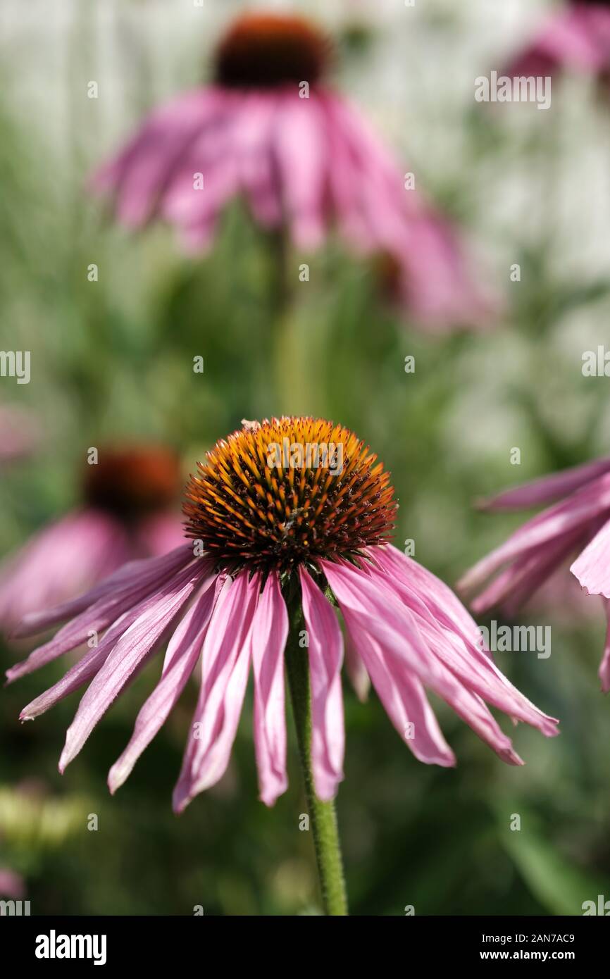 Malvern, Worcestershire, Echinacea, Fiori rosa, Centro d'Oro, Giardino, Orticoltura, Echinacea Purpurea, Bumble Bee, Bee Burrowing. Foto Stock