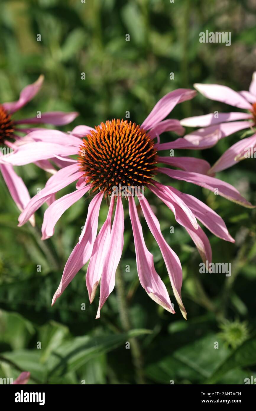 Malvern, Worcestershire, Echinacea, Fiori rosa, Centro d'Oro, Giardino, Orticoltura, Echinacea Purpurea, Bumble Bee, Bee Burrowing. Foto Stock