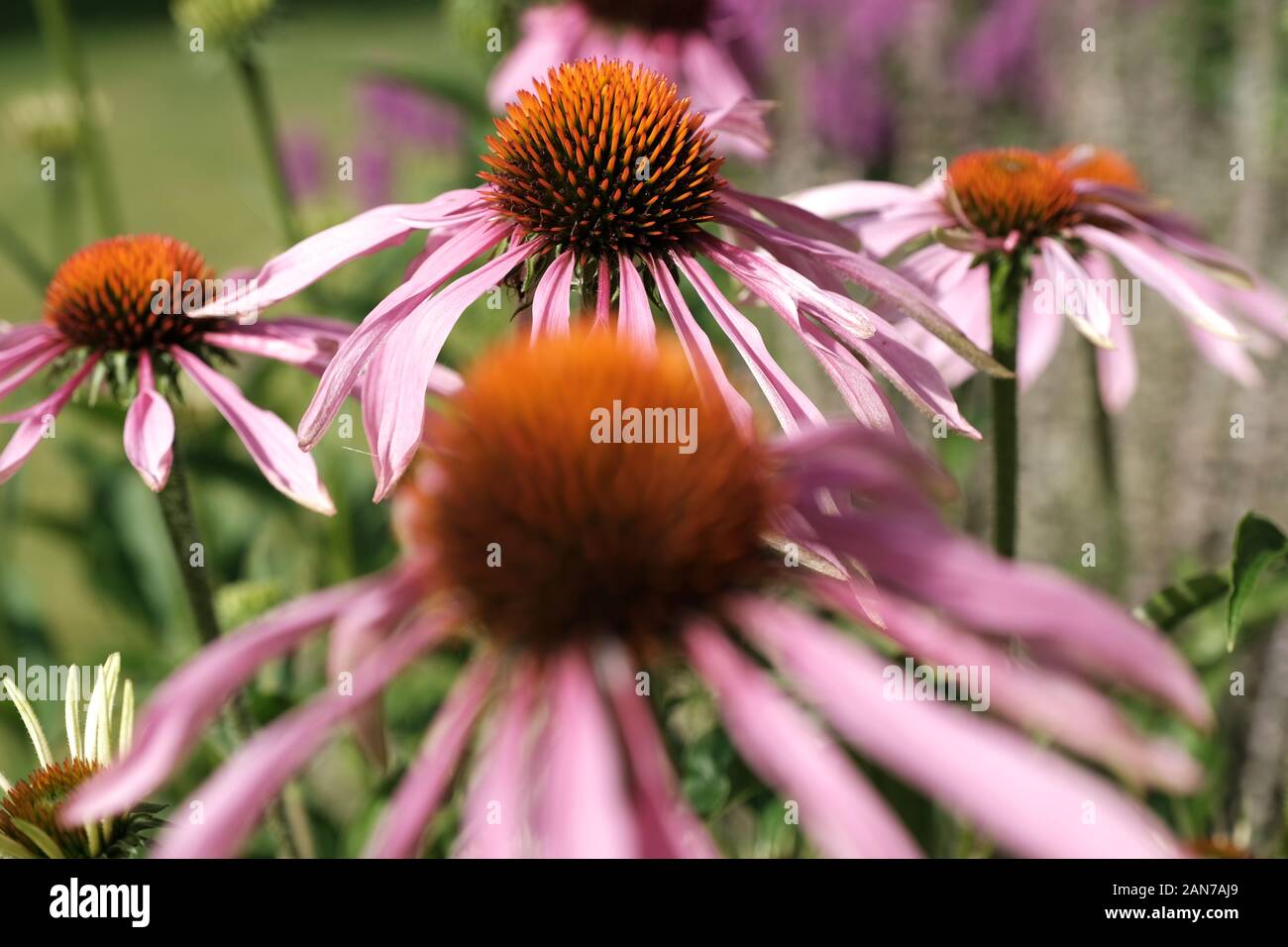 Malvern, Worcestershire, Echinacea, Fiori rosa, Centro d'Oro, Giardino, Orticoltura, Echinacea Purpurea, Bumble Bee, Bee Burrowing. Foto Stock
