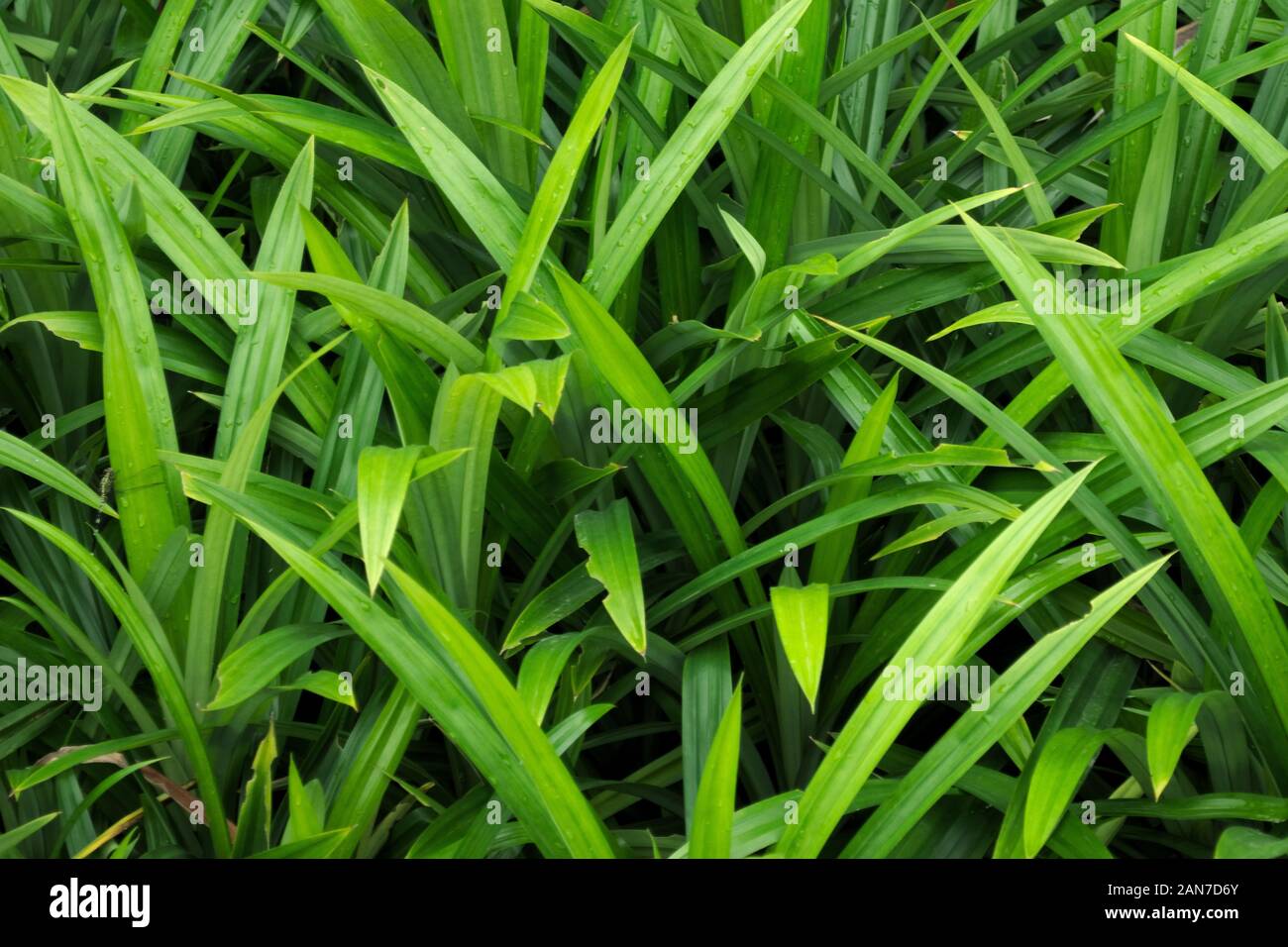 Lussureggiante e vivido verde erba, close up dettaglio. Utile come sfondo. Foto Stock