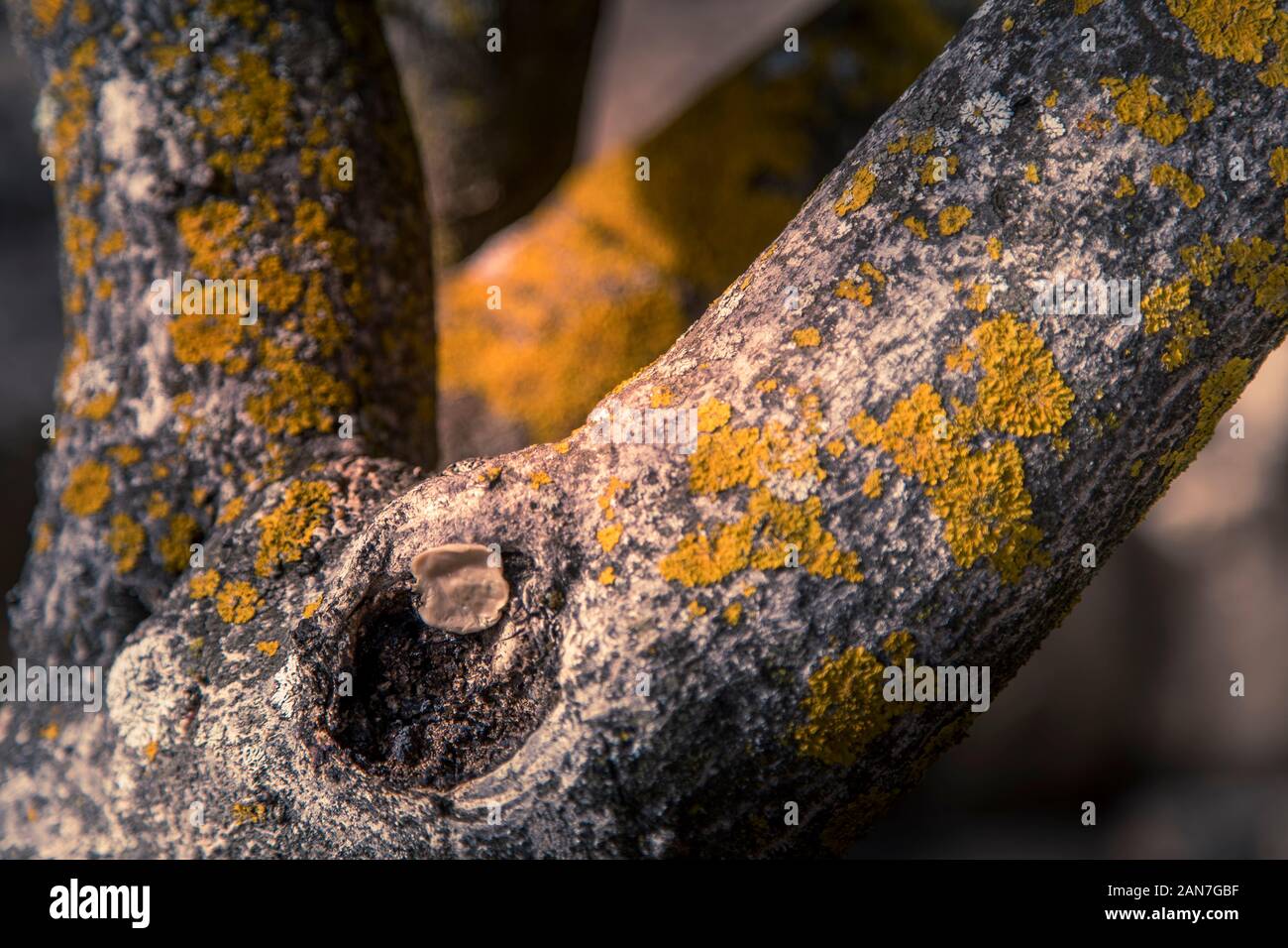 Giallo foliose licheni crescono su una corteccia di albero Foto Stock