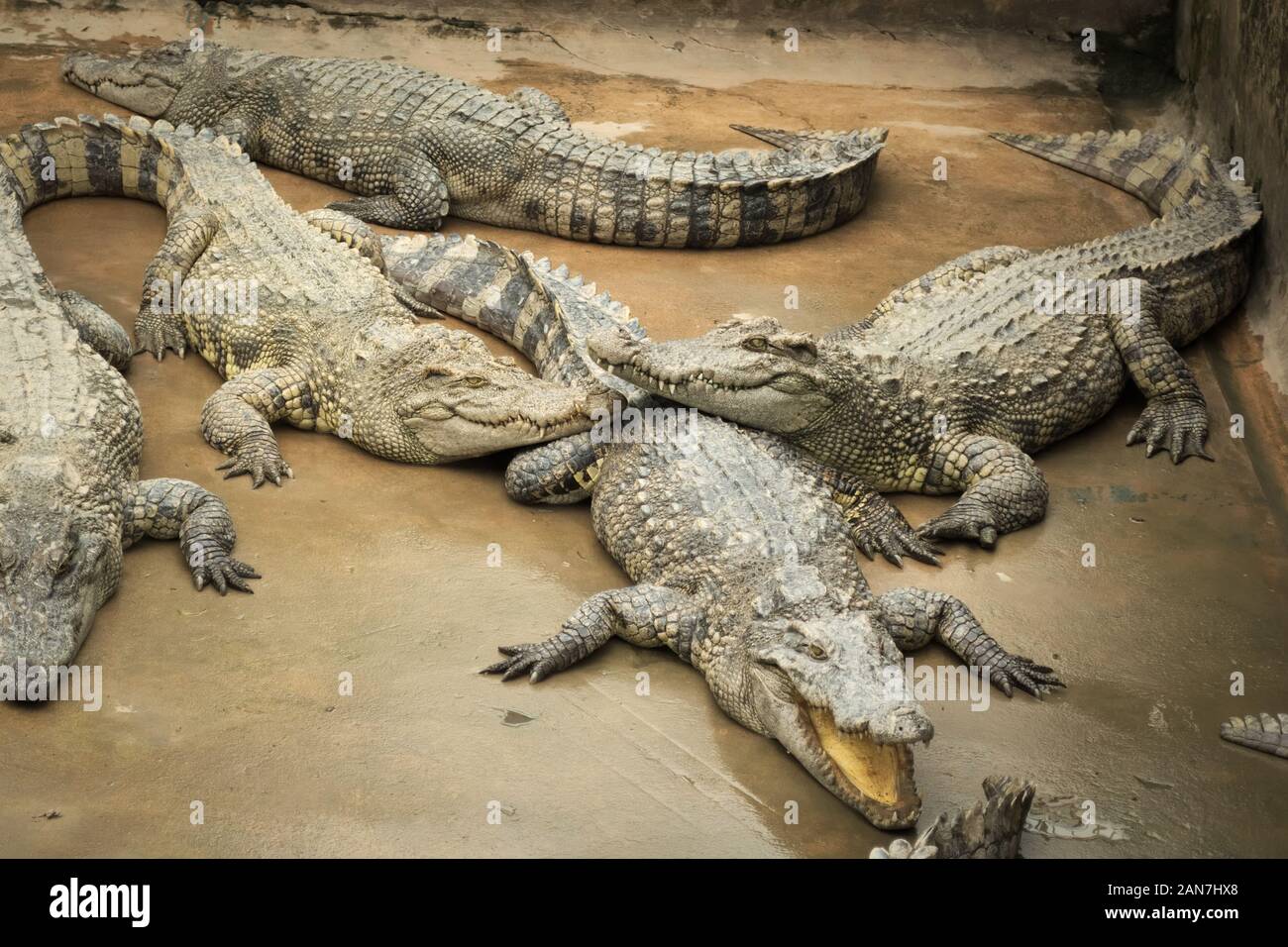 Siamese coccodrilli (Crocodylus siamensis) in una fattoria vicino a My Tho, Vietnam. Questa è una specie in via di estinzione di medie dimensioni coccodrilli di acqua dolce t nativo Foto Stock