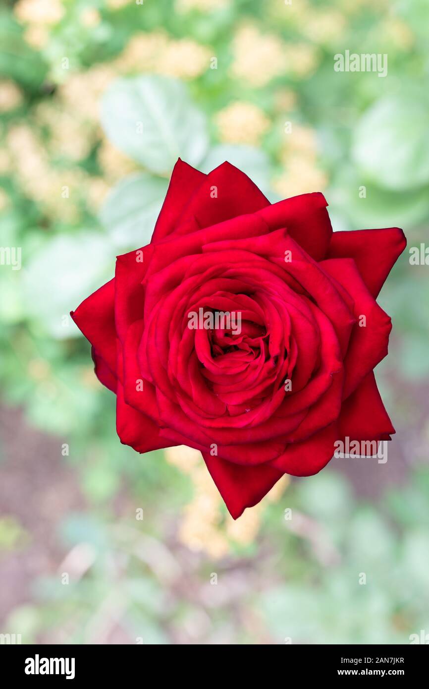 Rosa rossa. Messa a fuoco profonda. Amazing red rose sul giardino di sfocatura dello sfondo. Foto Stock