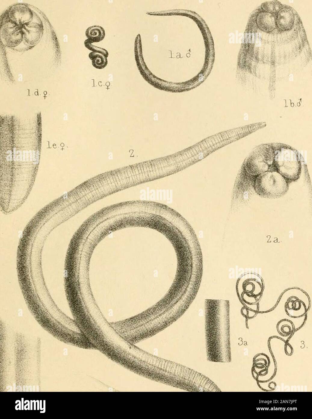 Catalogo delle specie di Entozoa, o vermi intestinali, contenute nella collezione del British Museum [da William Baird] . , Di Berlino. Questo catalogo è stato preparato e la nuova Speciies de-, incisa dal dottor Baird. JOHN EDWARD grigio. British Museum,Maggio l&th, 1853, KXPLANATIOiN di ll,ATKS. Scheda. I., f. 1. Gli Ascaris similis, S e ^. 1 a. Maschio, nat. dimensioni; 1 h. testa di fare. ingrandito; 1 c. femmina. nat. dimensioni; 1 d. testa di fare. ingrandito; 1 e. coda di fare. fare". f. 2. Gli Ascaris bifaria, nat. dimensioni; 2 a. testa di fare." ingrandita f. 3. Mermis spiralis, SVS. dimensioni; 3 a. j^ortion del corpo. ingrandita." f. Foto Stock