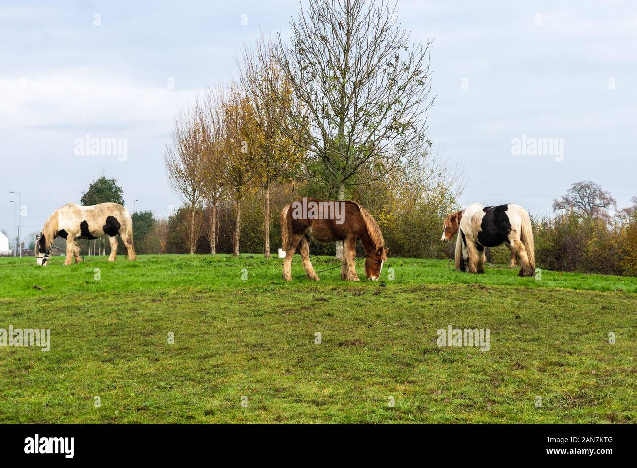 4 Irish cob/gitana Vanner cavalli al pascolo su un orlo in inverno Foto Stock