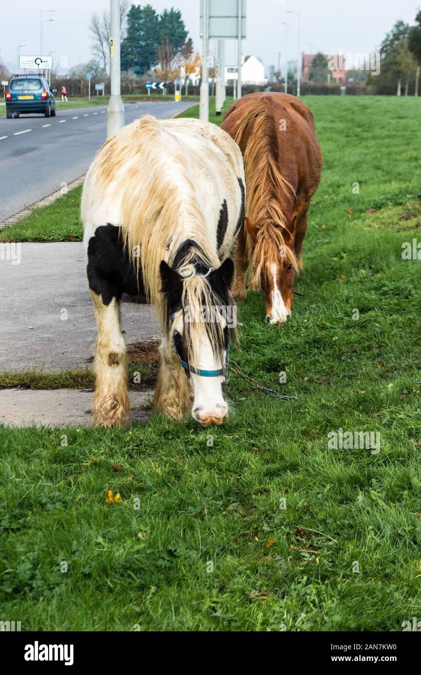 Una coppia di Irish cob/Gypsy vanner cavalli pascolano accanto a una strada Foto Stock