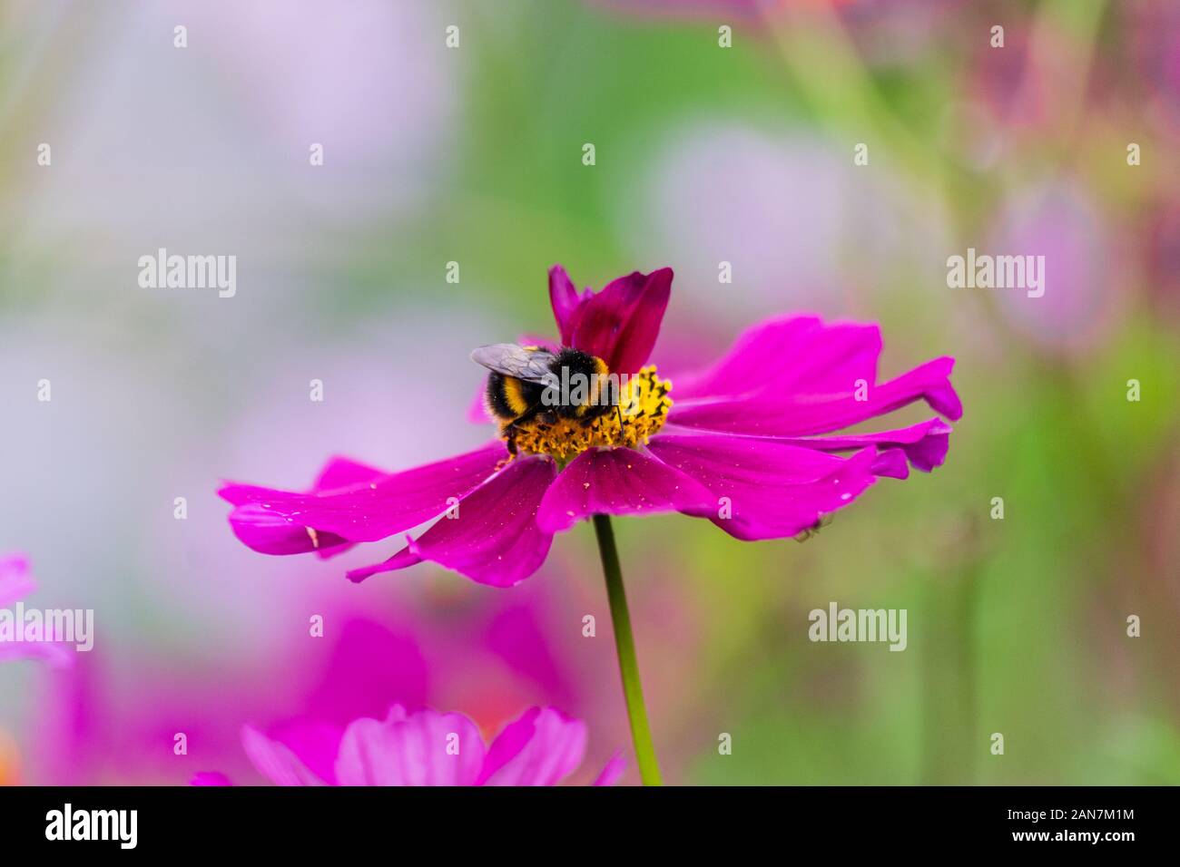 Un buff tailed Bumble Bee Bombus terrestris alimentazione da cosmos bipinnatus fiore con petali crescente nel suo centro a causa di una mutazione genetica Foto Stock